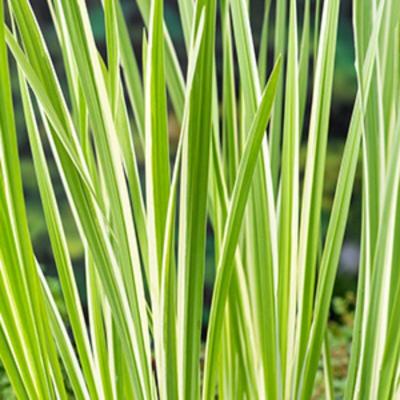Moerings Acorus calamus Variegata - Bonte kalmoes