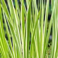 Moerings Acorus calamus Variegata - Bonte kalmoes