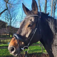 Rossner Taormina Hoofdstel zwart maat:cob