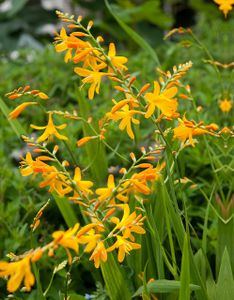 Crocosmia George Davidson - Montbretia