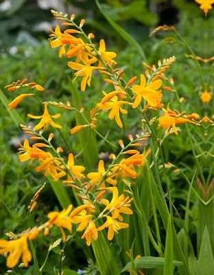 Crocosmia George Davidson - Montbretia