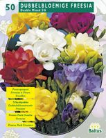 Zomer Bloembollen Freesia Double, Mix per 50 - Baltus