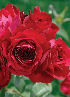 Rode Stamroos Rode Stamroos