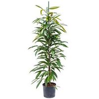 Ficus amstel king toef M hydrocultuur plant - thumbnail