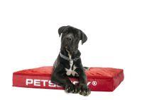 Beanbag - Dog cushion Dog Bed Large Red - Sit&Joy ®