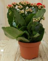 2 stuks! Kalanchoe rood - Warentuin natuurlijk