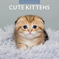 Cute Kittens Kalender 2027