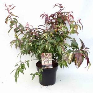 Druifheide (Leucothoe walteri “Rainbow”) heester - 25-30 cm - 9 stuks