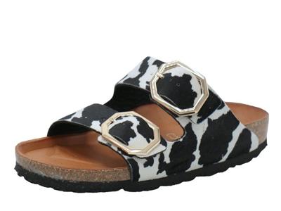 Rohde Alba Rohde Alba