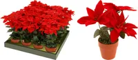 Kunstplant Kerstster in pot - Rood - thumbnail