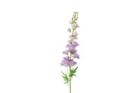 Decostar Delphinium Pacific XL 103 cm paars
