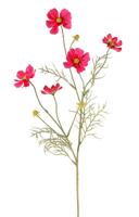 Cosmea Cosmos bipinnatus met 5 bloemen 3 knoppen & 7 bladtoeven 72 cm - Top art
