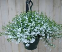 Hangplant Lobelia wit Warentuin Natuurlijk - Warentuin natuurlijk