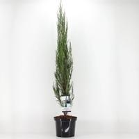 Juniperus scopulorum blue arrow 120 cm - Warentuin natuurlijk