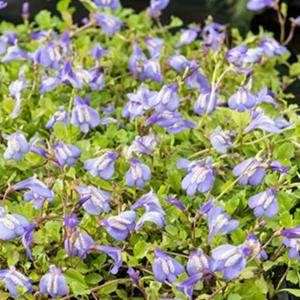 Moerings Mazus reptans 'Blue' - Blauwe mazus