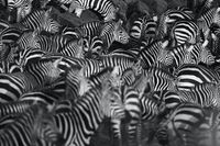 Karo-art Schilderij - Zebra kudde,  2 maten, Premium print