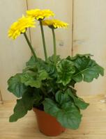 3 stuks! Gerbera Geel Warentuin Natuurlijk - Warentuin natuurlijk
