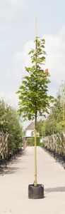 Zuil esdoorn Acer platanoides Columnare h 350 cm st. omtrek 12 cm - Warentuin Natuurlijk