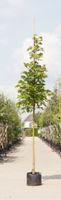 Zuil esdoorn Acer platanoides Columnare h 350 cm st. omtrek 12 cm - Warentuin Natuurlijk - thumbnail