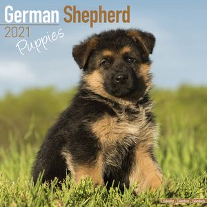 Kalender 2025 Duitse Herder Puppies