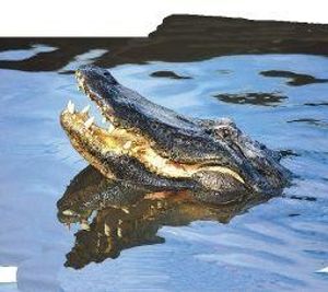 Alligator