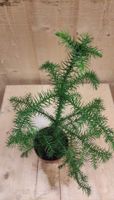 Araucaria Kamerden klein kamerplant - Warentuin Natuurlijk