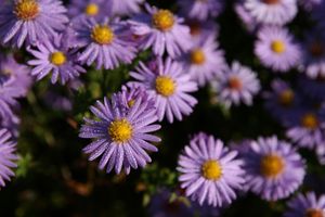 Aster