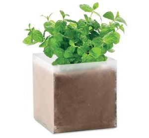 Mint Plantje