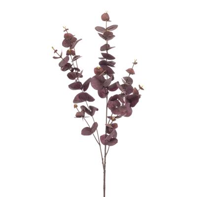 Eucalyptus