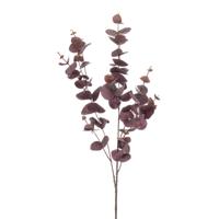 Eucalyptus