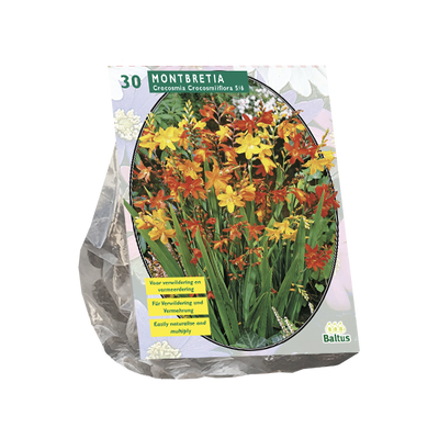 Crocosmia
