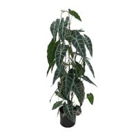 Caladium in pot 77 cm kunstplant Buitengewoon de Boet - Buitengewoon de boet