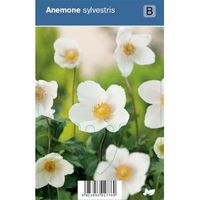 Anemoon (anemone sylvestris) schaduwplant - 12 stuks - thumbnail