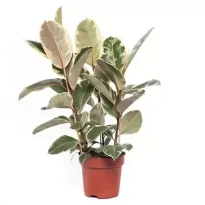 Kamerplant Ficus Elastica Toef - Bont