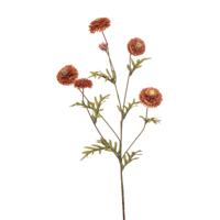 Aster