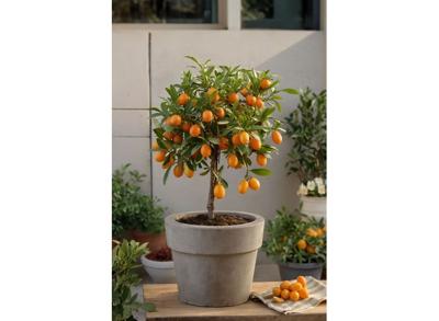 Citrus Kumquat op stam