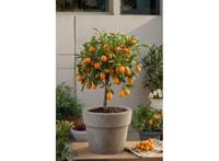 Citrus Kumquat op stam