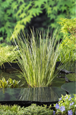 Mini Bonte Kalmoes / Acorus calamus Gramineus in vijvermand