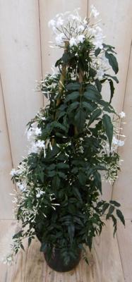 Sterjasmijn Solanum Jasminoides op stok wit 70 cm kuipplant Warentuin Natuurlijk - Warentuin natuurlijk