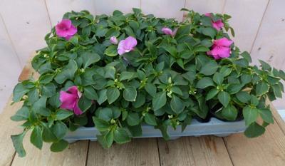Vlijtigliesjes in een bak 12 stuks roze Impatiens Walleriana Warentuin Natuurlijk - Warentuin natuurlijk