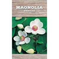 Magnolia struik Sieboldii - 80 - 100 cm - 4 stuks