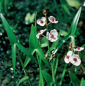 Pijlkruid / Sagittaria sagittifolia