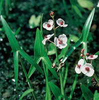 Pijlkruid / Sagittaria sagittifolia
