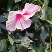 Petunia  kunst hangplant 110cm - rose