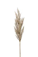 Pampas grass spray cream 92 cm kunstplant Emerald - Emerald