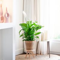 Spathiphyllum Bingo - Lepelplant - P19