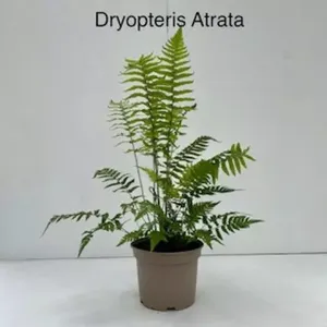 Tuinplant Niervaren Dryopteris Atrata