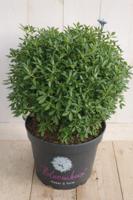 Bloombux Rhododendron 50 cm roze bloem Warentuin Natuurlijk - Warentuin natuurlijk