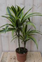 Kamerplant Drakenbloedboom Dracaena Geel-Groen 60 cm - Warentuin natuurlijk
