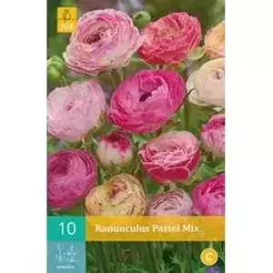 10 Ranunculus Pastel Mix